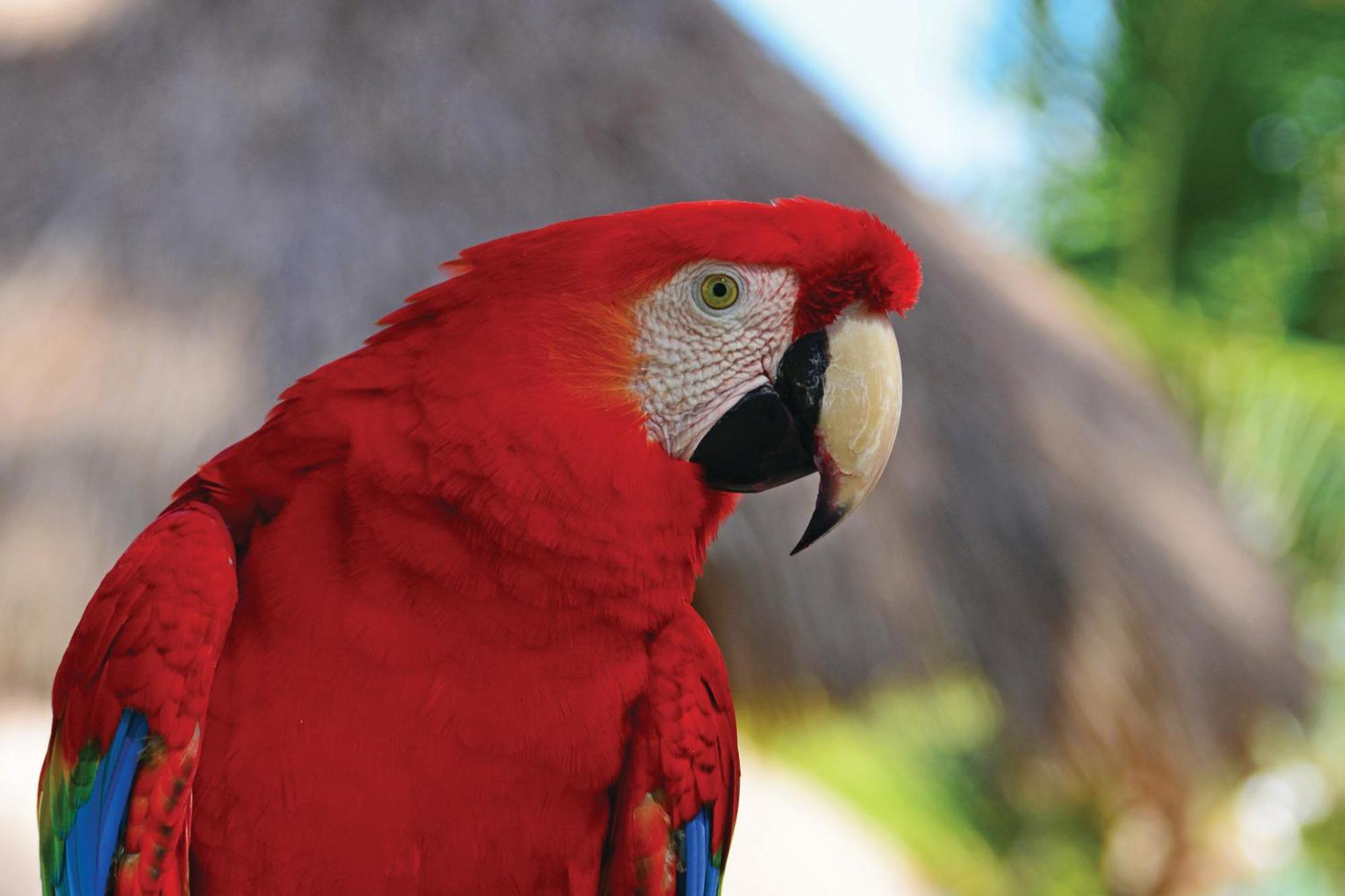 セランビ リゾート Pôrto das Galinhas エクステリア 写真